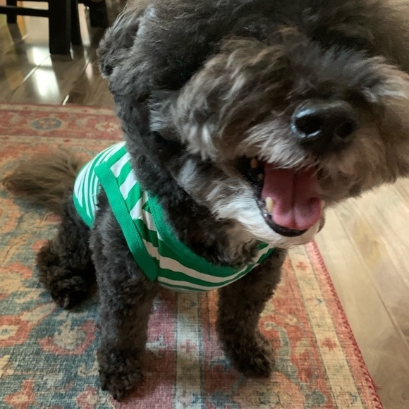 Zara Pet Dog Muscle Tee - Picture 3 of 10